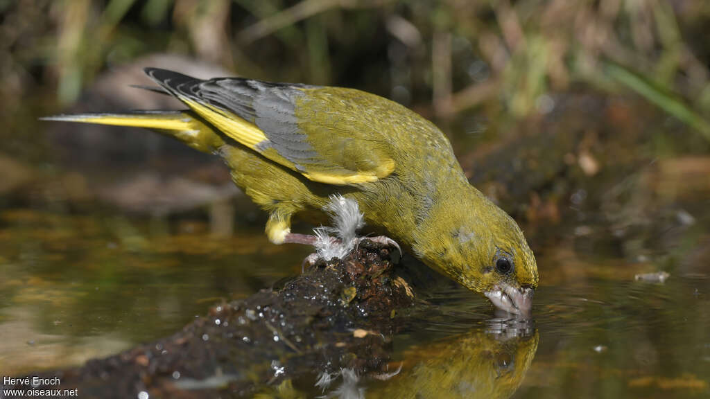 European Greenfinch male adult breeding, identification, drinks