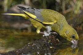 European Greenfinch