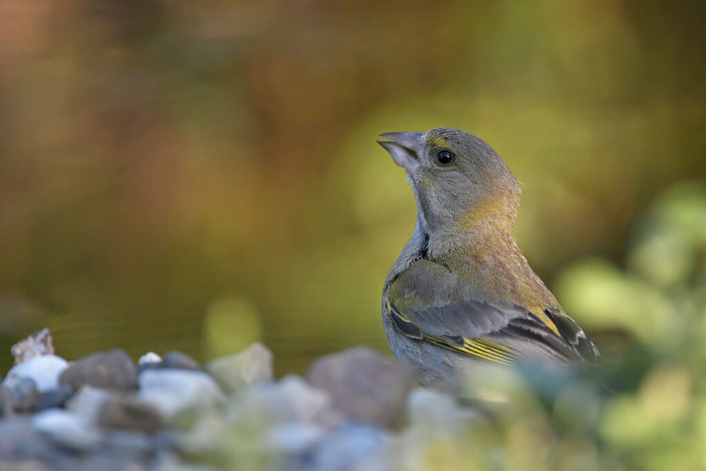 European Greenfinch female adult, identification