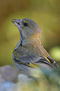 European Greenfinch