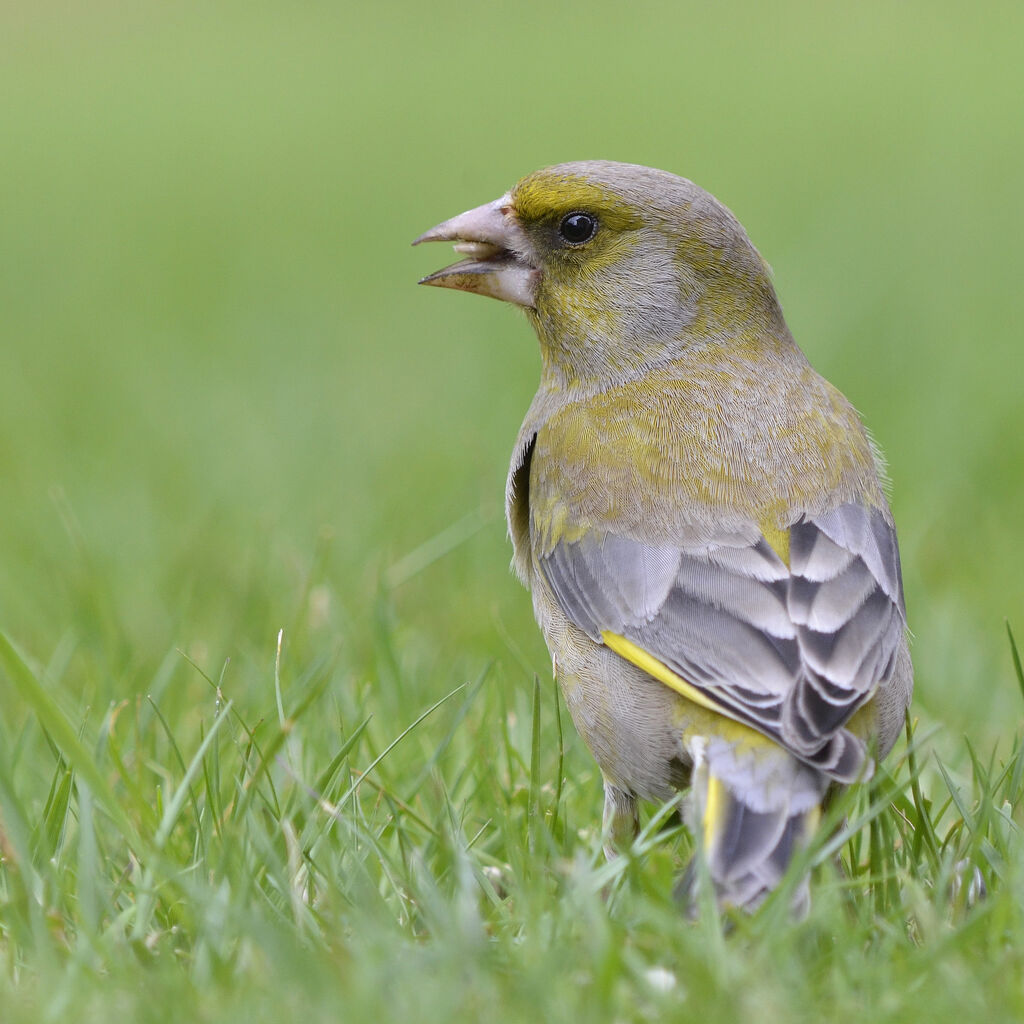 European Greenfinch