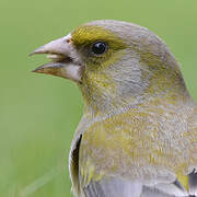 European Greenfinch