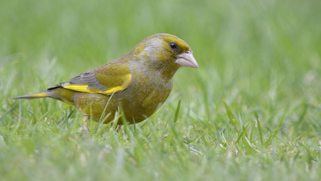 European Greenfinch