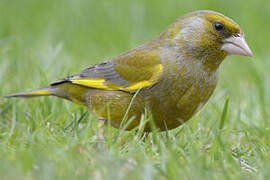 European Greenfinch