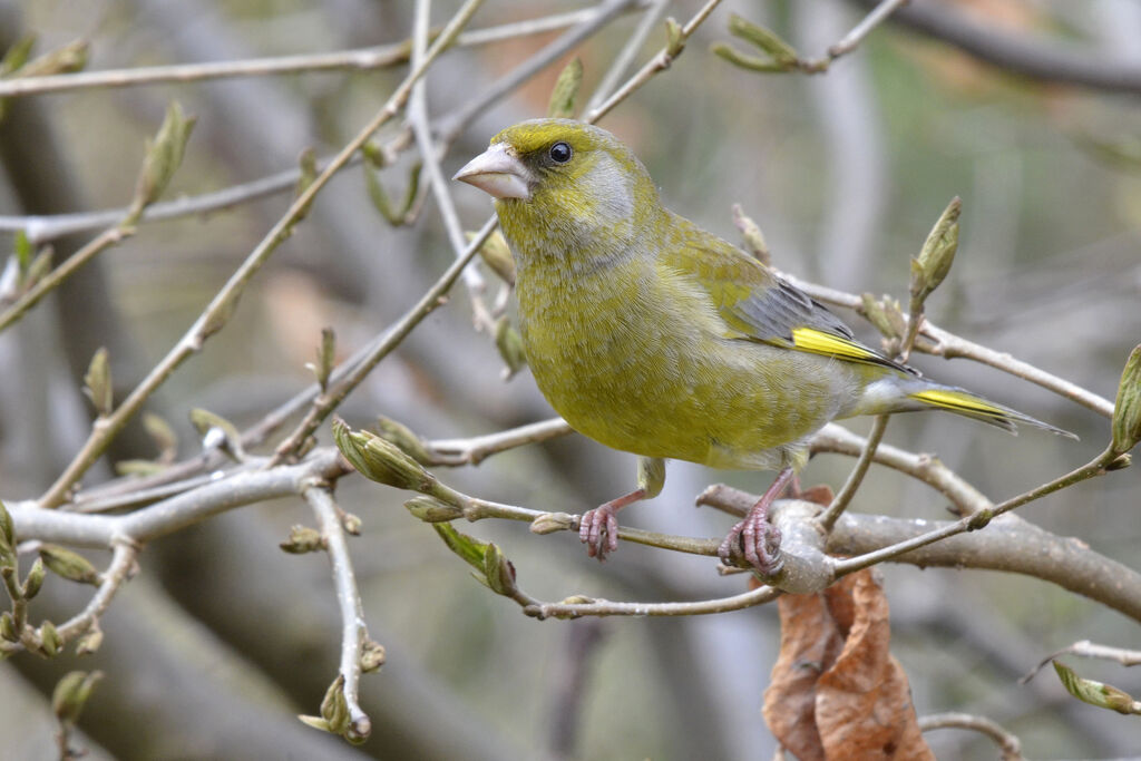 European Greenfinch