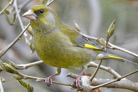 European Greenfinch