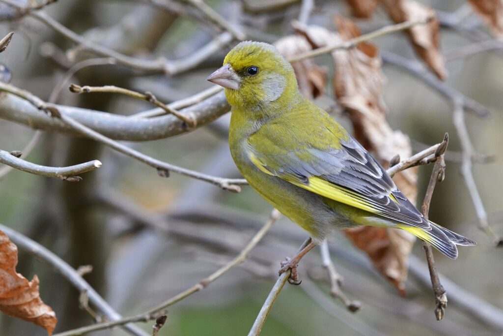 European Greenfinch