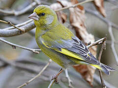 European Greenfinch