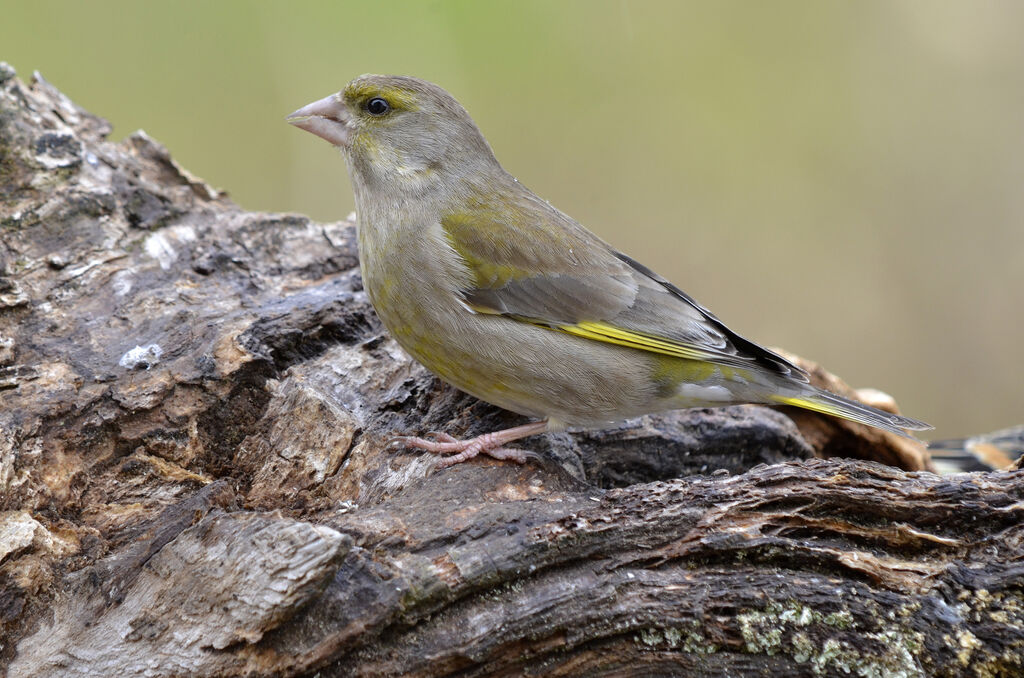 European Greenfinch