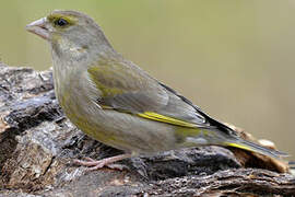 European Greenfinch