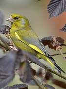 European Greenfinch