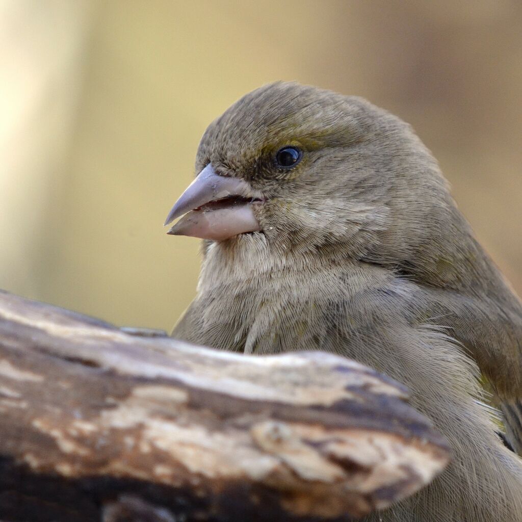 European Greenfinch