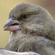 European Greenfinch