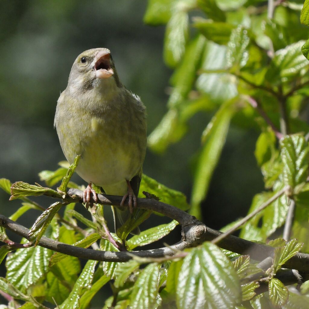 Verdier d'Europe, chant