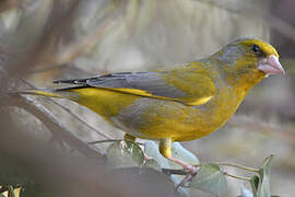 European Greenfinch