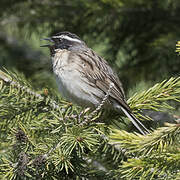 Black-throated Accentor