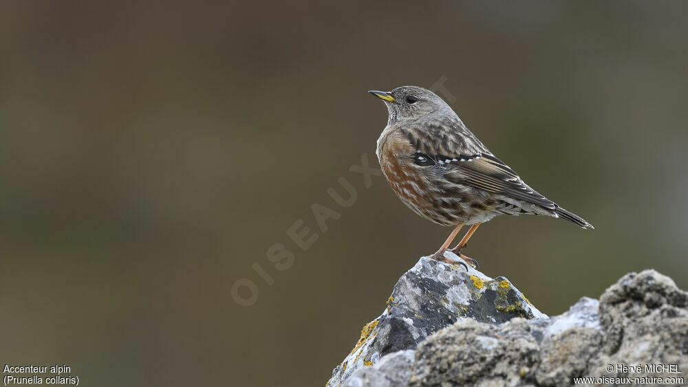 Alpine Accentor