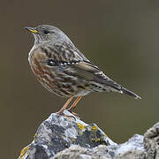 Alpine Accentor