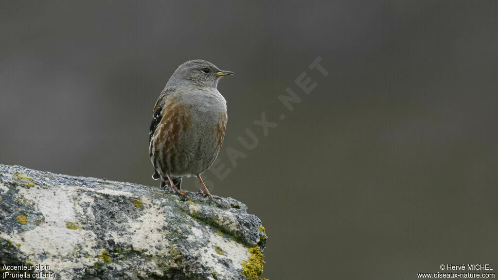 Alpine Accentor