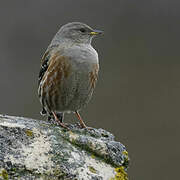 Alpine Accentor