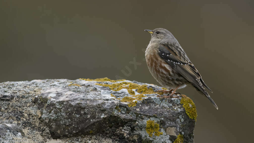 Alpine Accentor