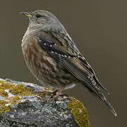 Alpine Accentor