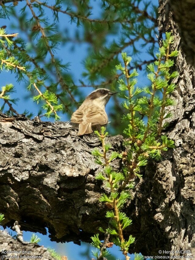 Brown Accentoradult