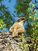 Brown Accentor