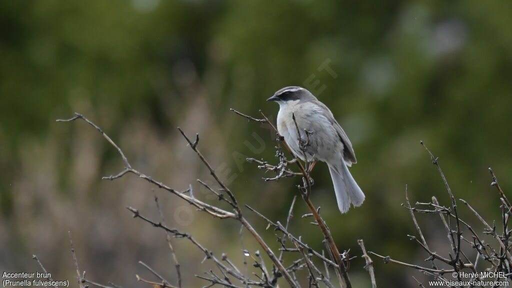 Brown Accentor