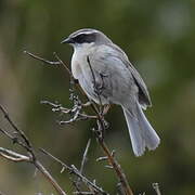 Brown Accentor