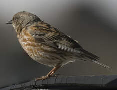 Altai Accentor