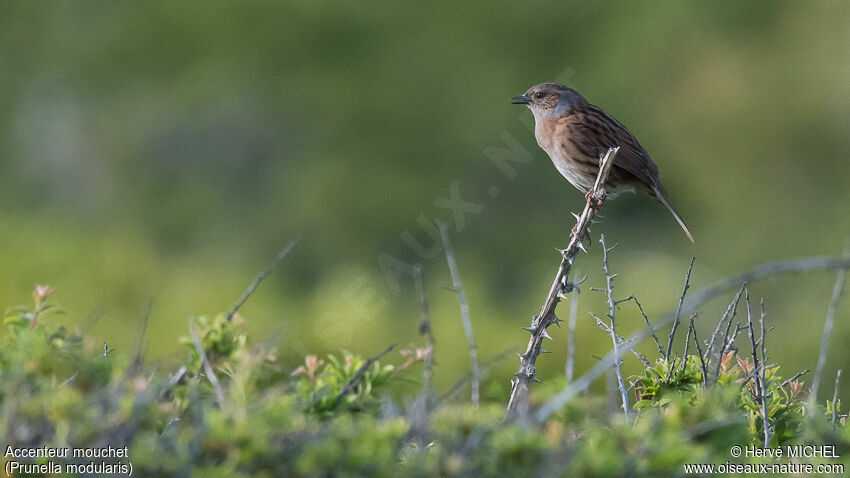 Dunnock male adult breeding