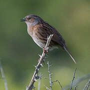 Dunnock