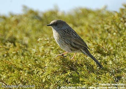 Dunnock