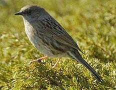 Dunnock