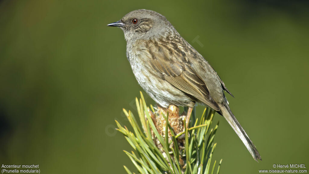 Dunnock