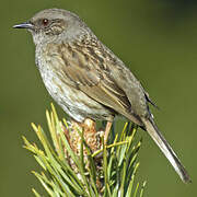 Dunnock