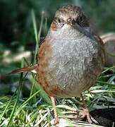 Dunnock