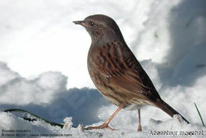 Dunnock