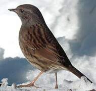 Dunnock