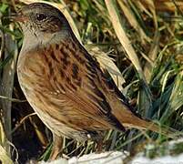 Dunnock