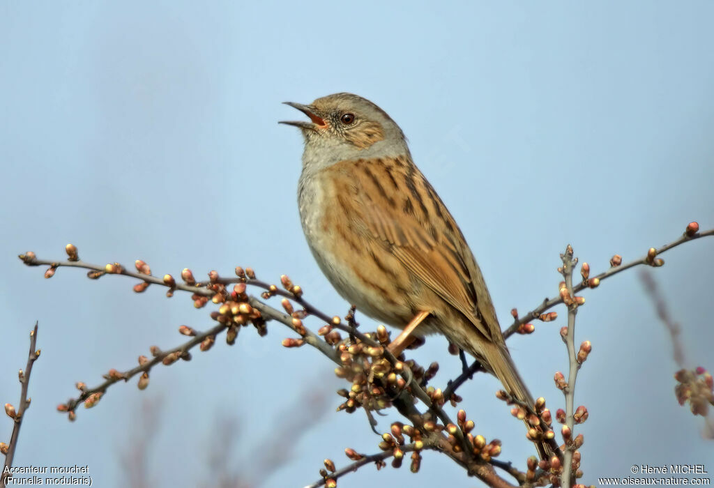 Dunnock male adult breeding