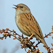 Dunnock