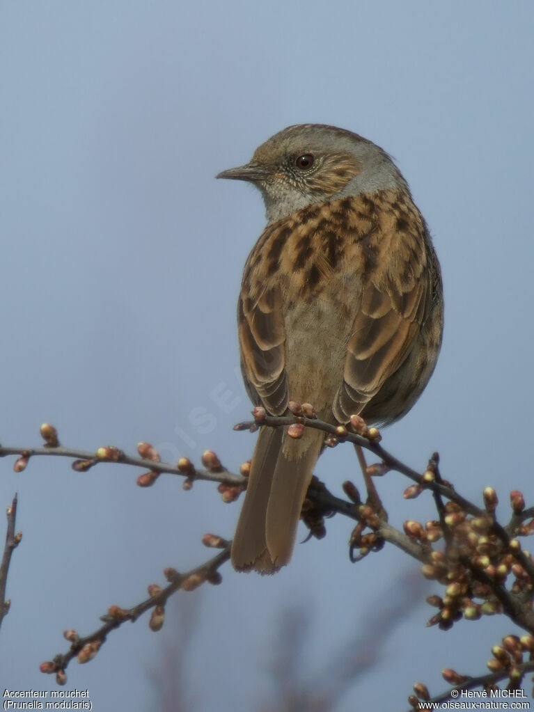 Dunnock male adult breeding