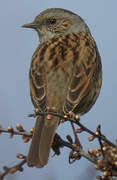 Dunnock