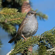 Dunnock