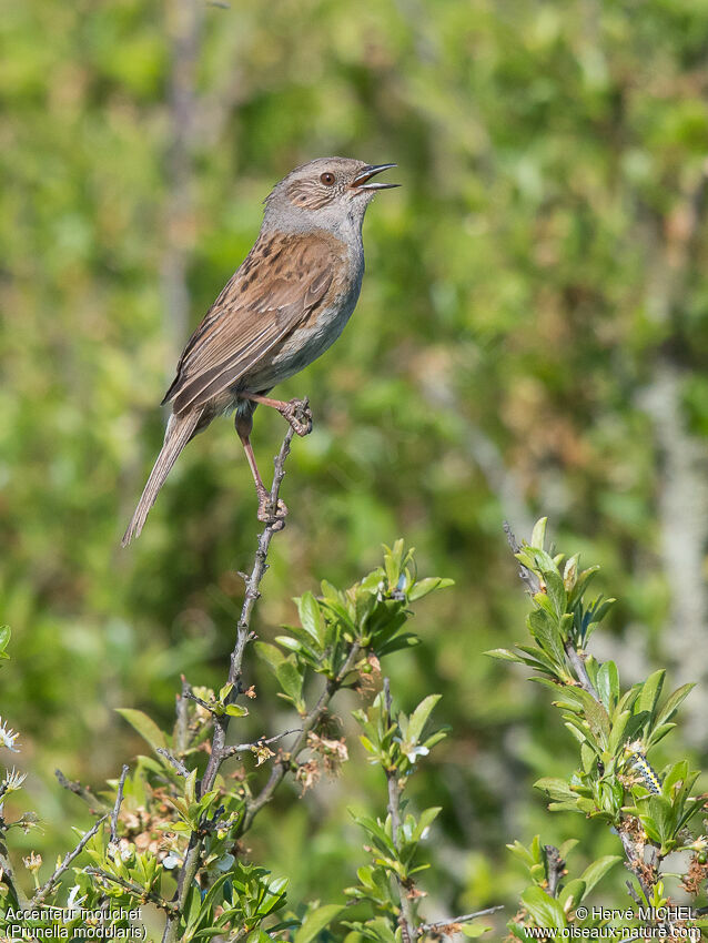 Dunnock male adult