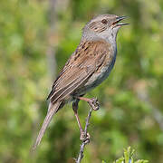 Dunnock