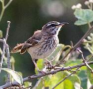 White-browed Scrub Robin