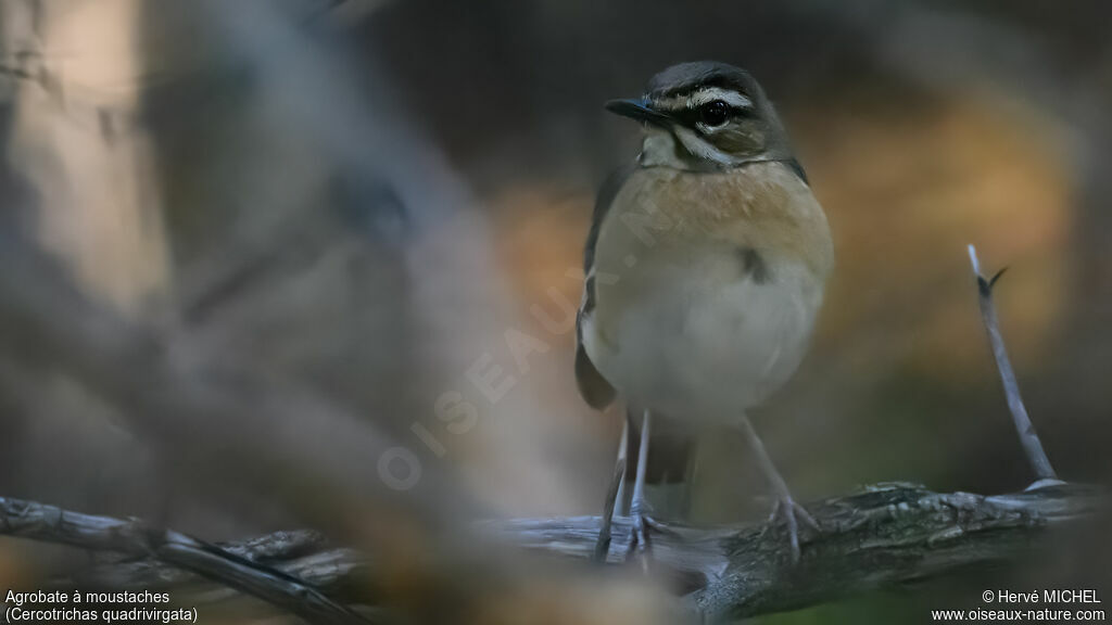 Bearded Scrub Robin